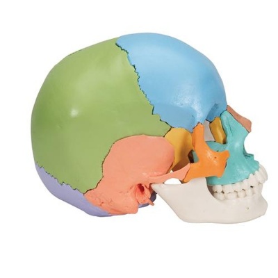 3B Scientific Adult Human Beauchene Skull Didactic Model (22 Parts)
